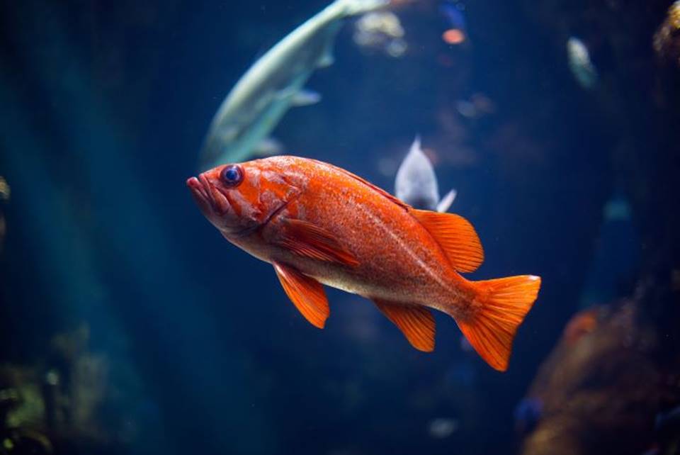 signo de peixes signo de peixes