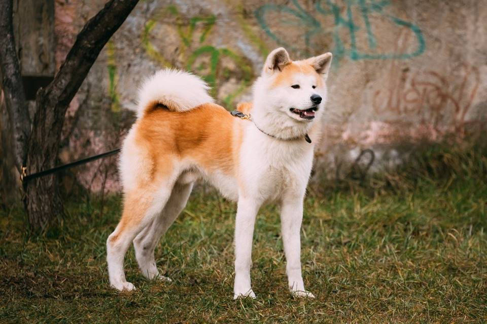 Conheça 11 raças de cachorros mais caros do mundo