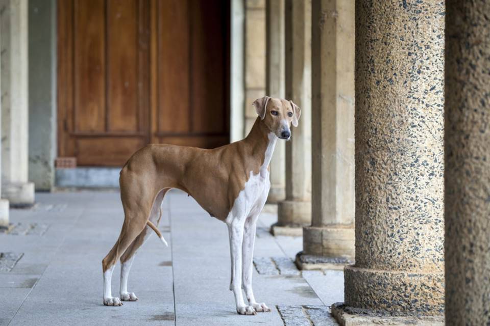 Conheça 11 raças de cachorros mais caros do mundo