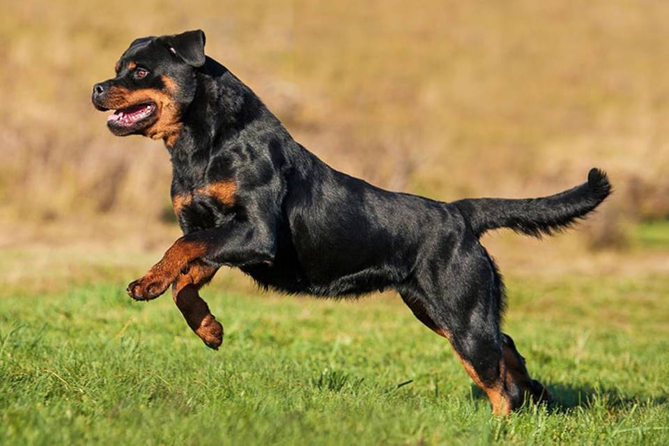 Conheça 11 raças de cachorros mais caros do mundo