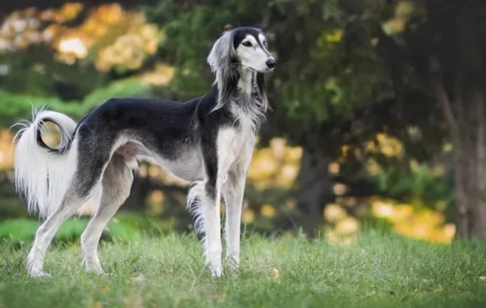 Conheça 11 raças de cachorros mais caros do mundo