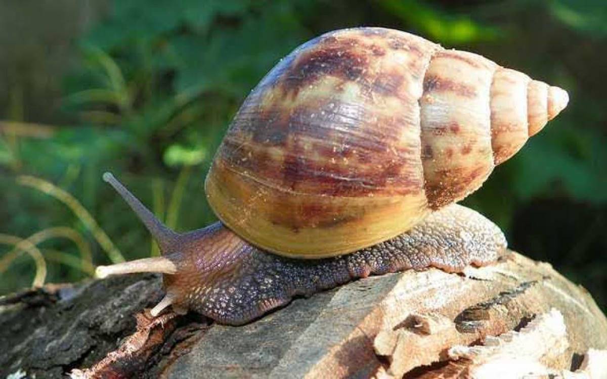 Como acabar com Caramujo Africano caracol em casa