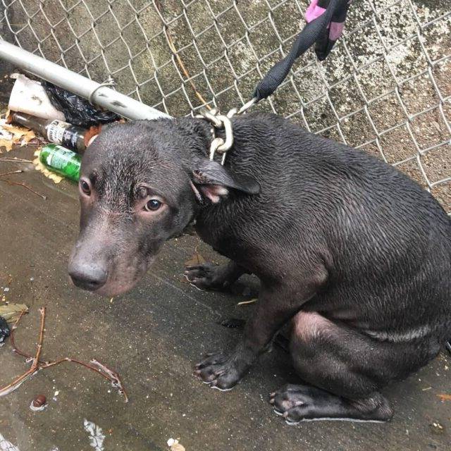 Policial salva cachorro de rua que foi abandonado na chuva