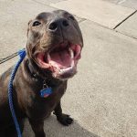 Policial salva cachorro de rua que foi abandonado na chuva