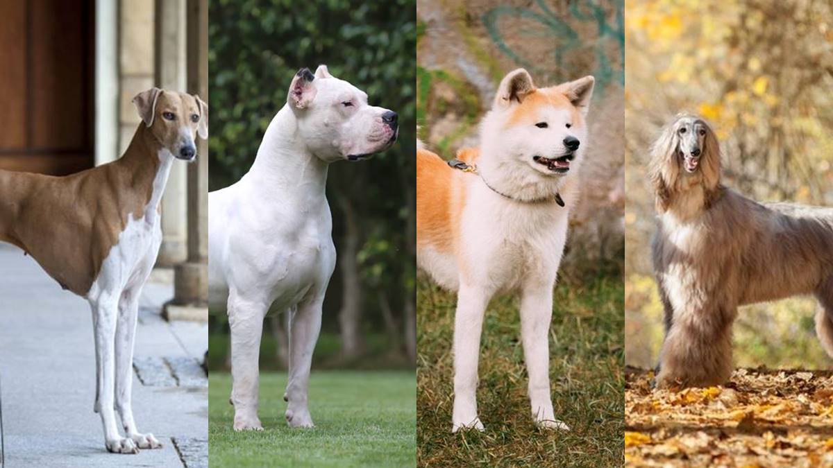 Conhe A Ra As De Cachorros Mais Caros Do Mundo