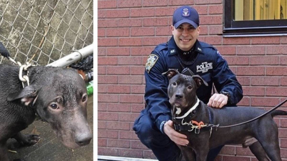 Policial salva cachorro de rua que foi abandonado na chuva