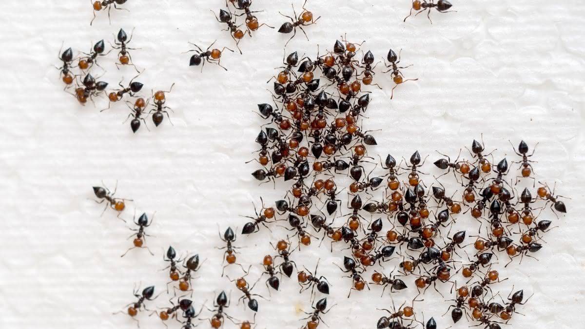 Como acabar com formigas em casa: aprenda com este método caseiro