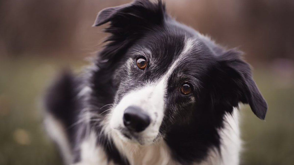 O 1º dos cães: o Border Collie