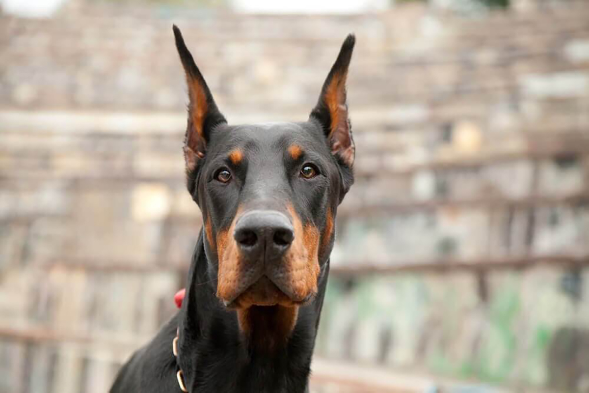 O 4º dos cães:  o dobermann