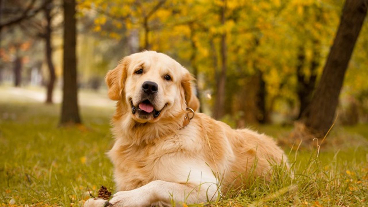 O 3º dos cães: Golden Retriever