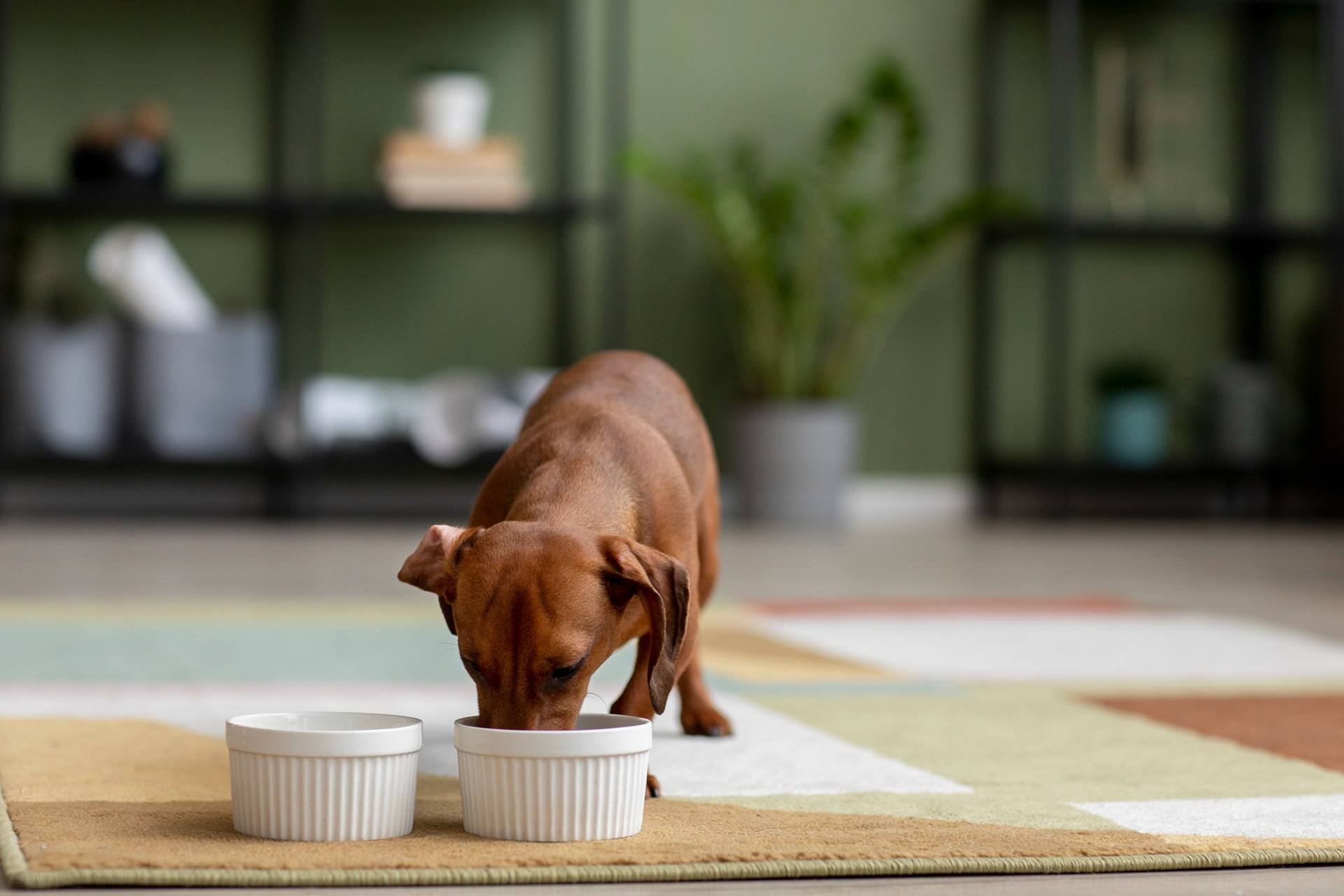 Alimentação Canina: saiba o que seu melhor amigo precisa em cada fase da vida