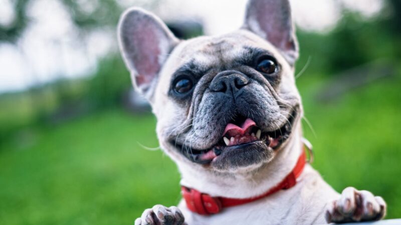 Dedetização e Cuidados com Animais de Estimação: Como Proteger Seus Pets Durante o Processo