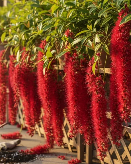 Rabo-de-gato: 4 Segredos Para Inflorescências Vermelhas Vibrantes e Mais Longas na Próxima Floração Imagem de capa horizontal 16:9 do rabo gato 4 segredos com inflorescências vermelhas vibrantes